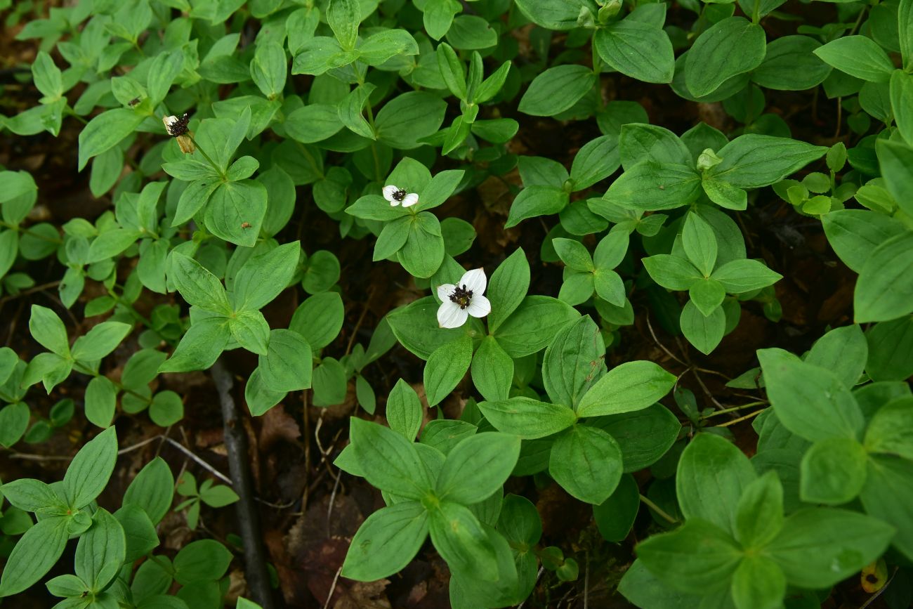 Изображение особи Chamaepericlymenum suecicum.