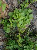 Calystegia amurensis. Бутонизирующее растение. Хабаровский край, Комсомольский р-н, с. Верхняя Эконь, берег р. Амур, на сопке. 09.06.2026.
