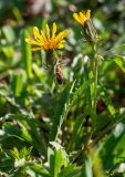 Crepis burejensis. Верхушки побегов с соцветиями и лист. Хабаровский край, р-н имени Лазо, массив горы Ко, выс. ≈ 1750 м н.у.м., высокогорная лужайка на месте снежника. 02.08.2026.