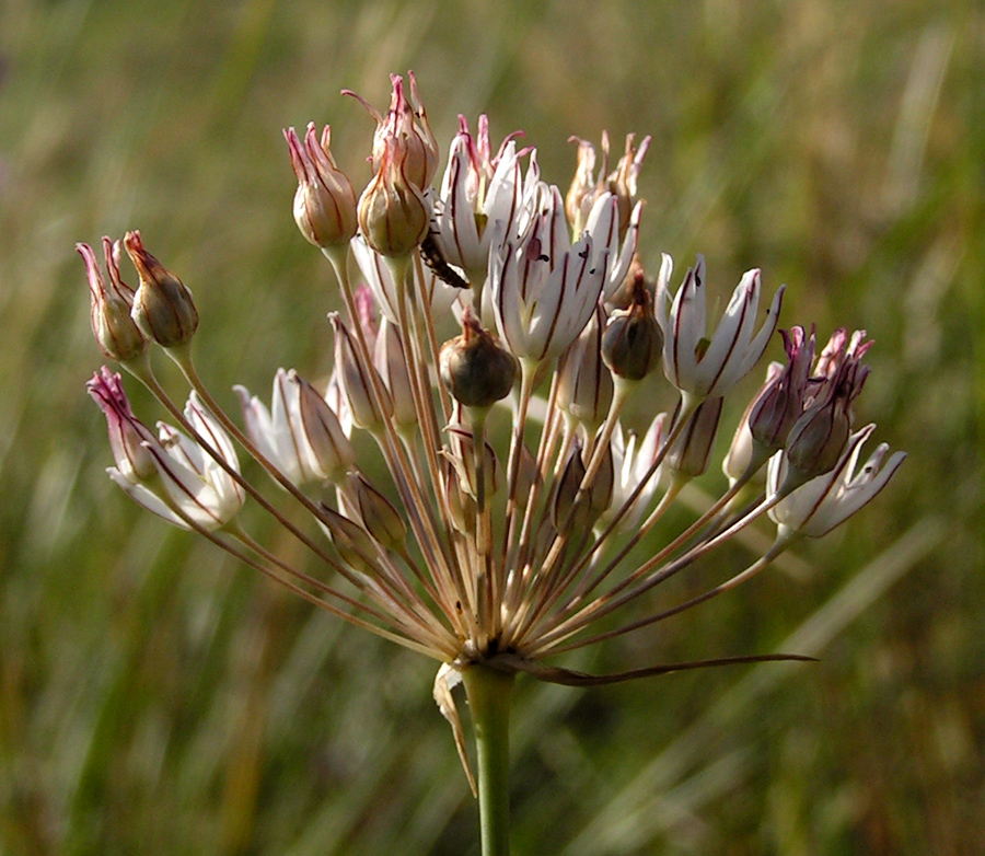 Изображение особи Allium inaequale.