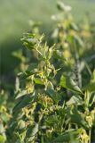 Aristolochia clematitis. Верхушка цветущего растения. Татарстан, окр. с. Камское Устье, дол. р. Волга, разнотравно-злаковый луг, заросли Aristolochia clematitis. 04.06.2026.