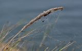 Ammophila arenaria