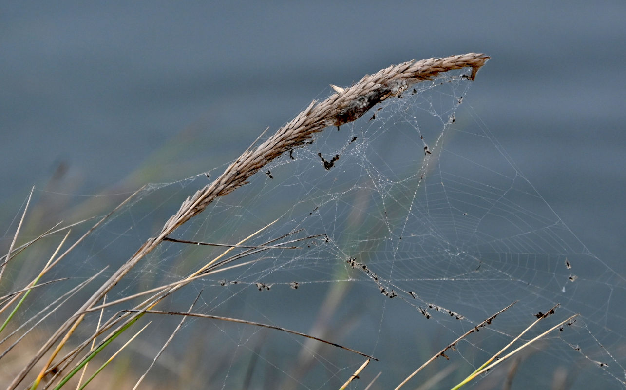 Изображение особи Ammophila arenaria.