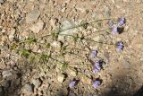 familia Rubiaceae. Выкопанное цветущее растение. Турция, ил Артвин, р-н Юсуфели, 300 м ниже дер. Гюльпынар, выс. 1510 м н.у.м., рядом с обочиной дороги, среди камней. 13 июня 2026 г.