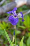 род Iris