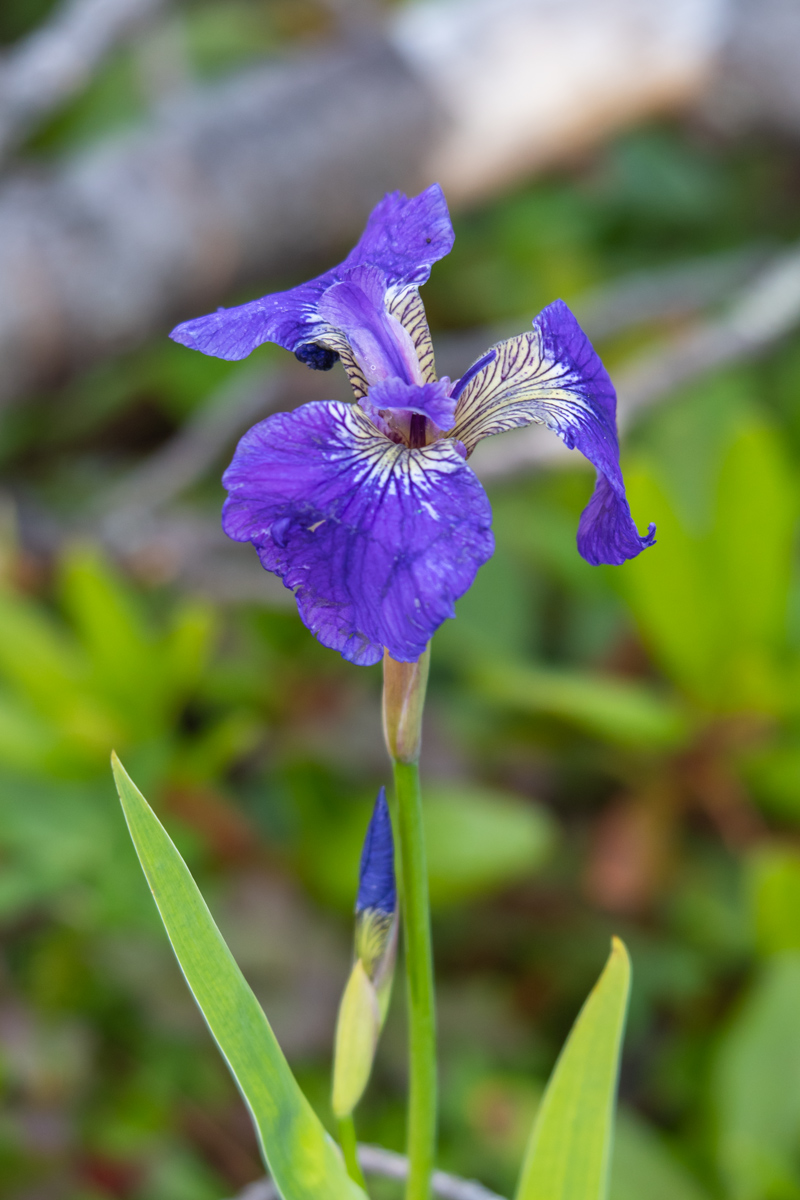 Изображение особи род Iris.