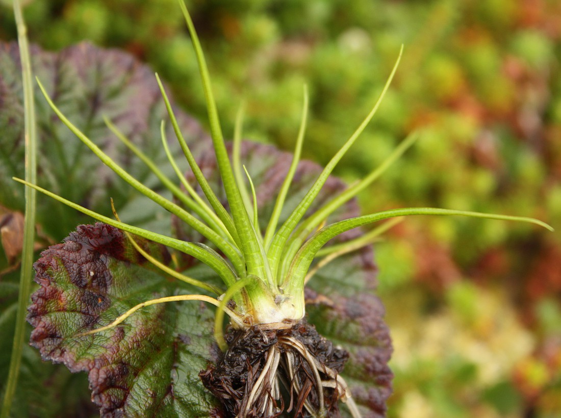 Изображение особи Isoetes echinospora.