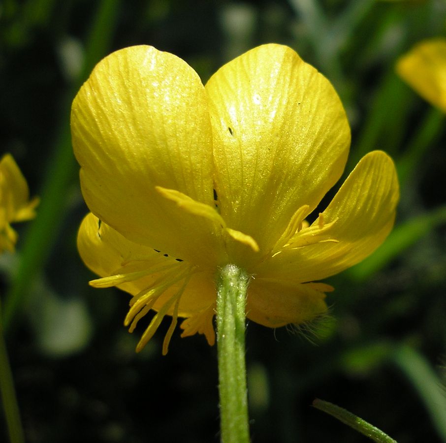 Image of Ranunculus polyanthemos specimen.