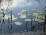 Nuphar lutea