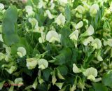 Lathyrus aphaca. Цветущее растение. Крым, возле храма Святителя Николая по дороге Алушта-Судак, рудеральный ценоз. 12 мая 2011 г.