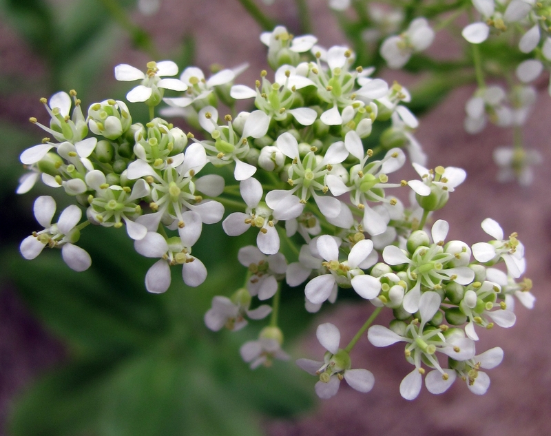 Изображение особи Cardaria draba.