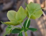 Helleborus orientalis. Цветки. Греция, Халкидики, берег реки Хавриас. 25.02.2009.