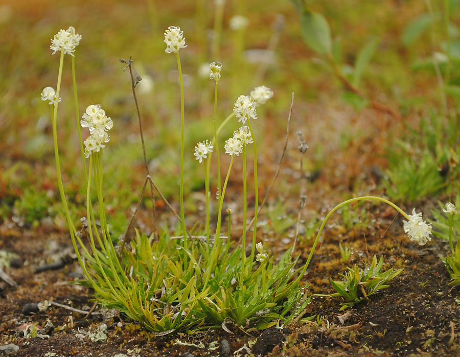 Image of Tofieldia pusilla specimen.