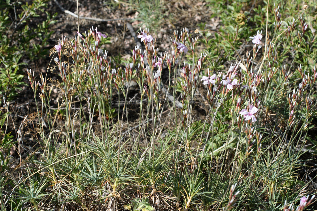 Image of Acantholimon alberti specimen.