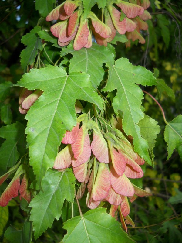 Image of Acer ginnala specimen.