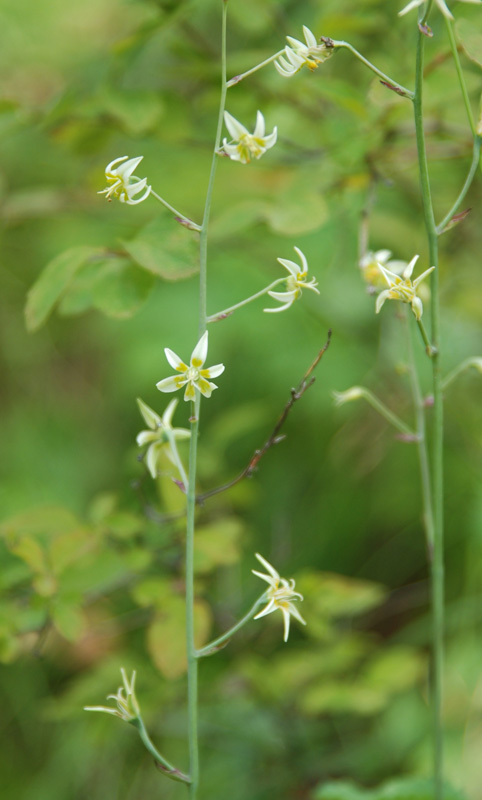 Image of Zigadenus sibiricus specimen.