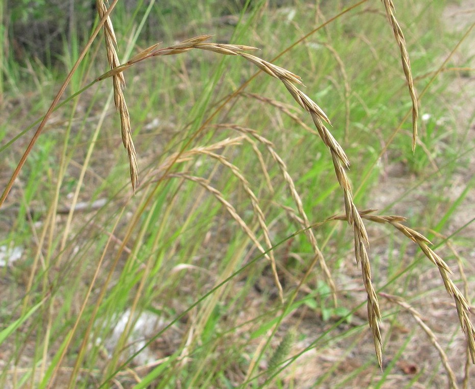 Изображение особи Elymus fibrosus.