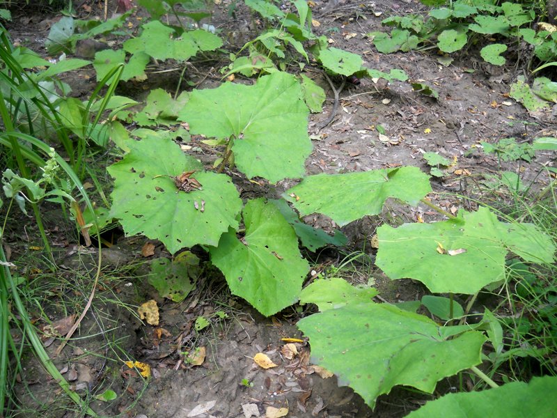 Image of Tussilago farfara specimen.