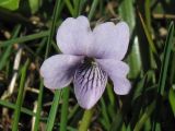 Viola palustris. Цветок. Нидерланды, провинция Drenthe, Langelo, заказник Broekland, заболоченный луг. 18 апреля 2010 г.