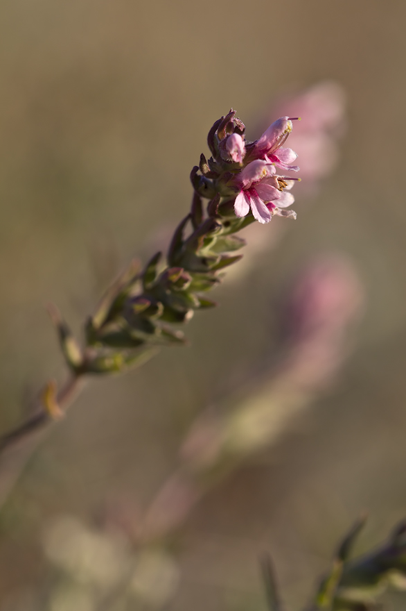 Изображение особи Odontites vulgaris.