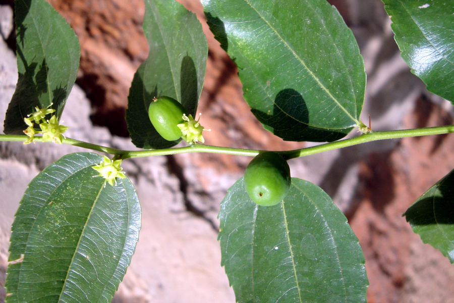 Image of Ziziphus jujuba specimen.