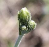 Hieracium macrochlorellum. Соцветие с закрытыми корзинками. Санкт-Петербург, нижняя часть склона Кирхгофской возвышенности, низкотравный луг на известняковом склоне. 14.05.2011.