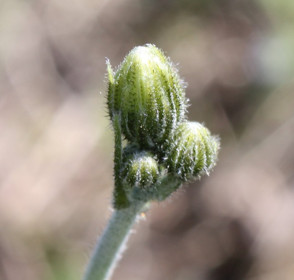 Изображение особи Hieracium macrochlorellum.