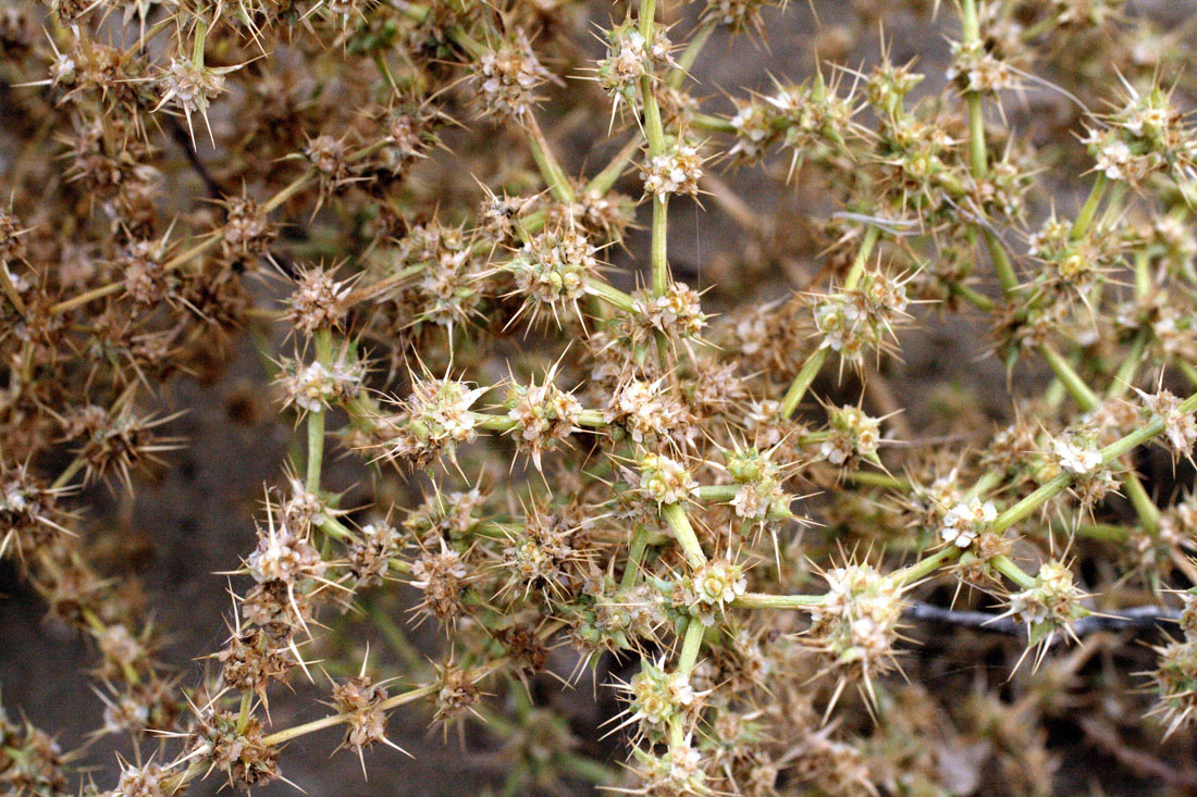 Image of Horaninovia ulicina specimen.