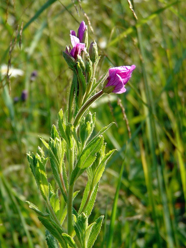 Image of Epilobium hirsutum specimen.