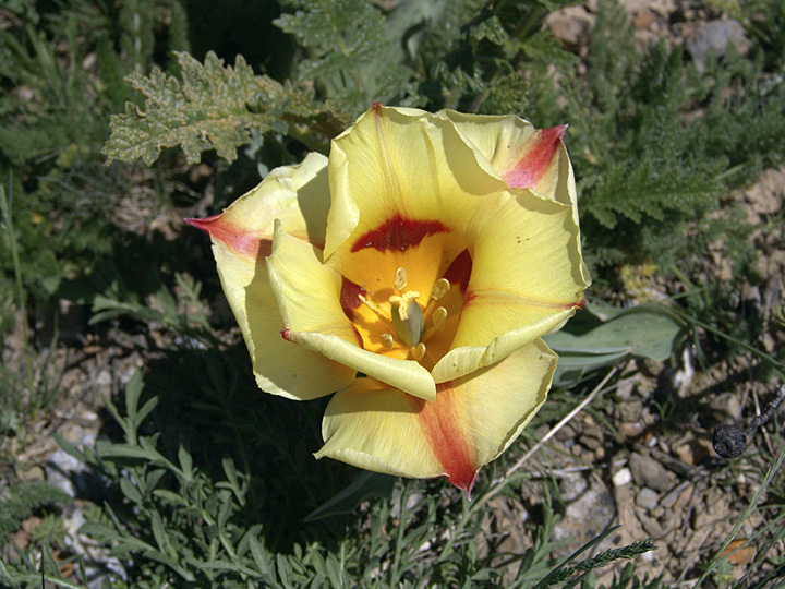 Image of Tulipa greigii specimen.