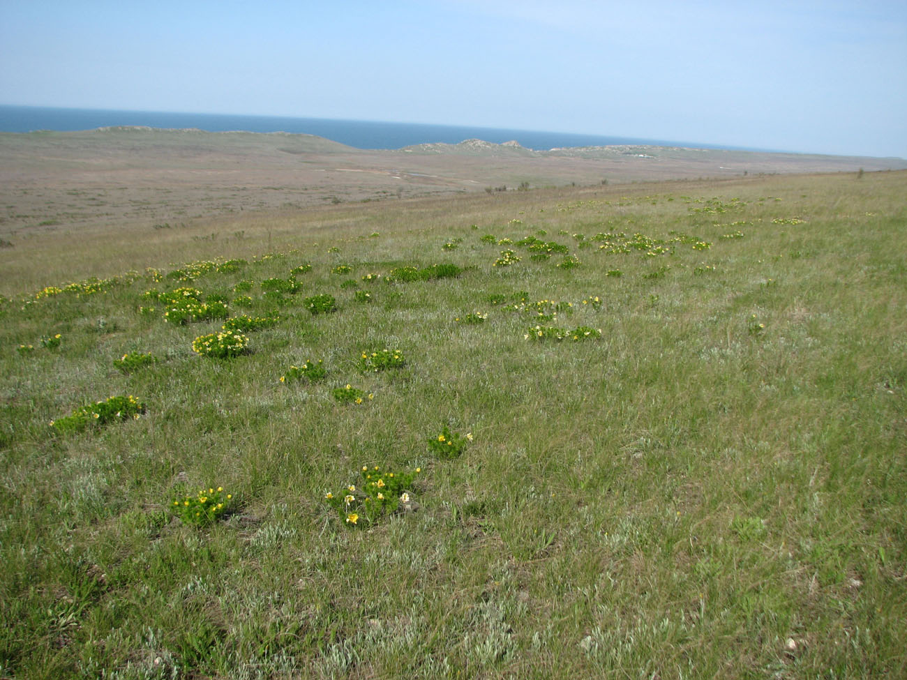 Image of Adonis vernalis specimen.