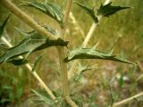 Carthamus × turkestanicus. Побеги в верхней части растения. Копетдаг, Чули. Май 2011 г.