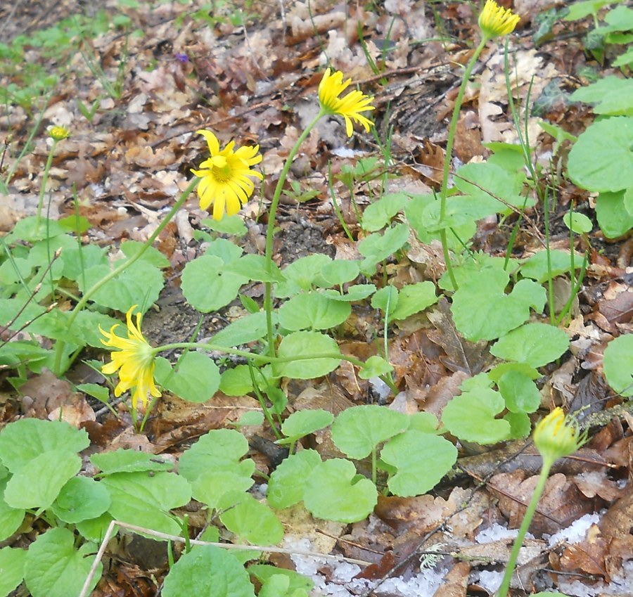 Изображение особи Doronicum orientale.