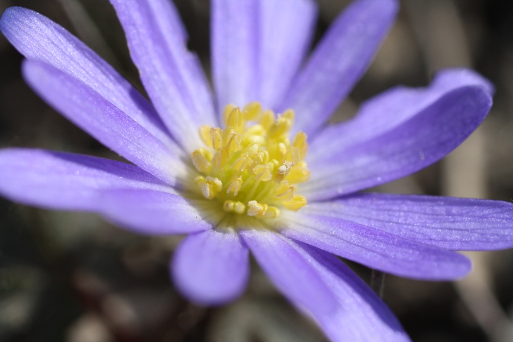 Изображение особи Anemone banketovii.