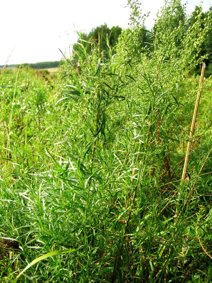 Изображение особи Artemisia dracunculus.