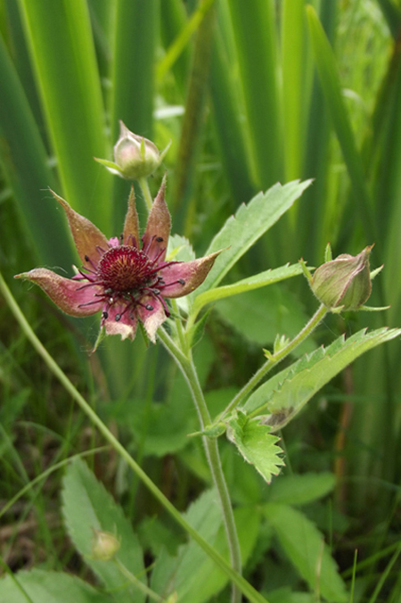 Image of Comarum palustre specimen.