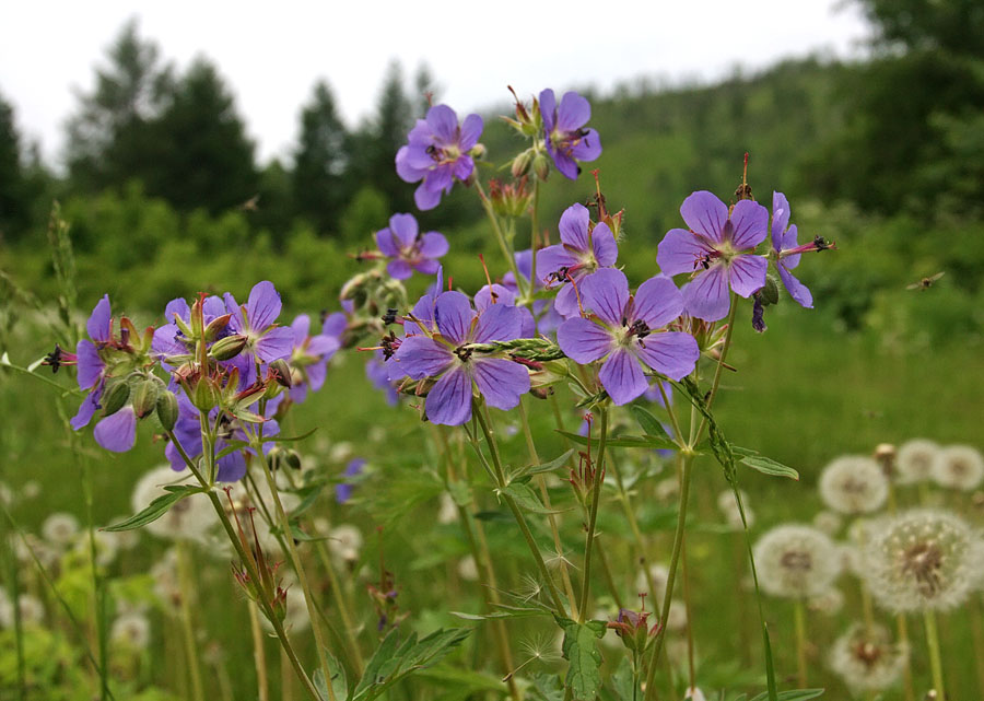 Image of Geranium erianthum specimen.