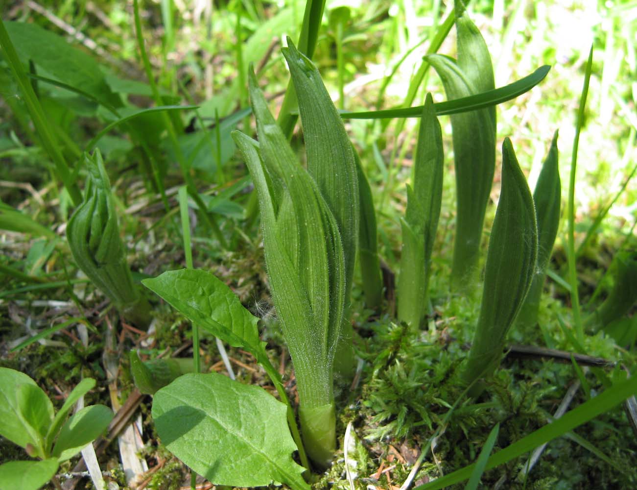 Image of Cypripedium calceolus specimen.
