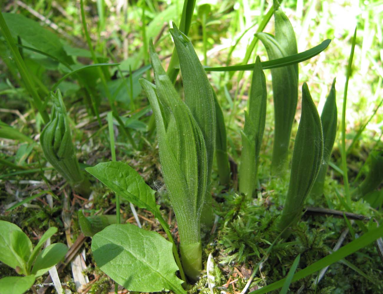 Изображение особи Cypripedium calceolus.