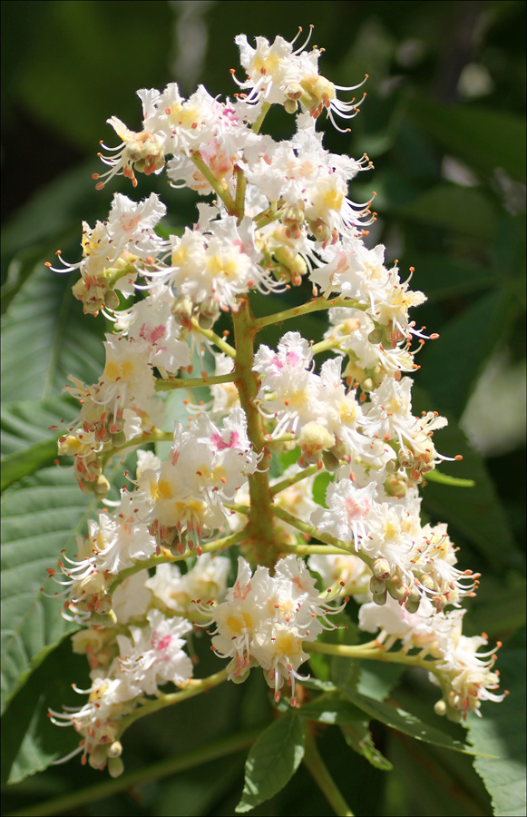 Image of Aesculus hippocastanum specimen.