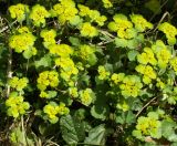 Chrysosplenium alternifolium