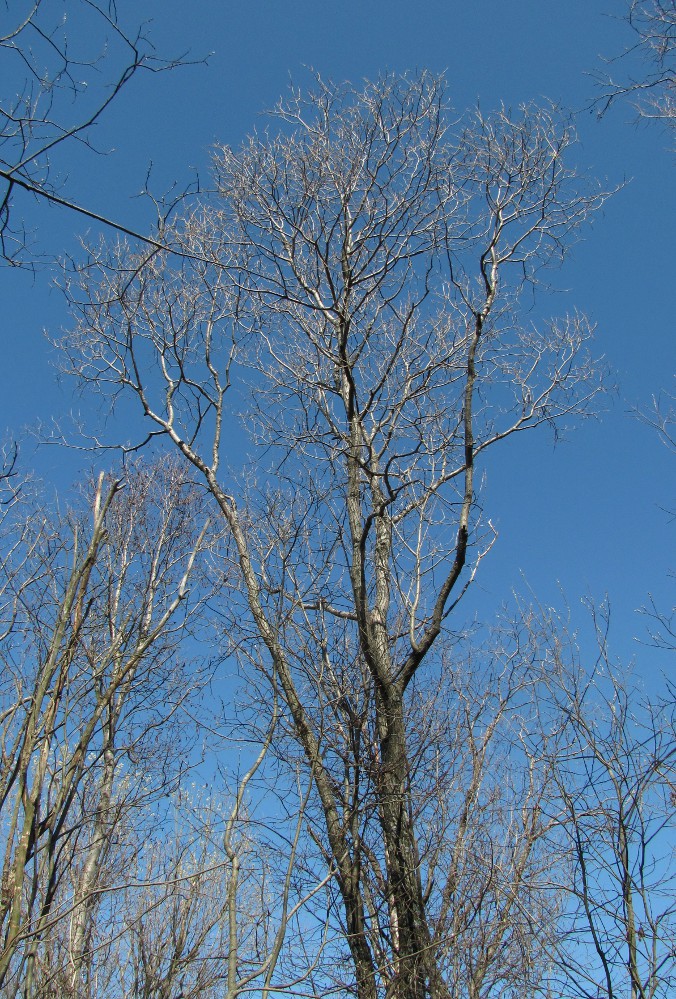 Image of Salix pentandra specimen.
