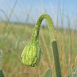 Leontodon biscutellifolius. Нераскрывшееся соцветие. Донецкая обл., окр. пос. Старобешево, петрофитная степь. 13.05.2012.