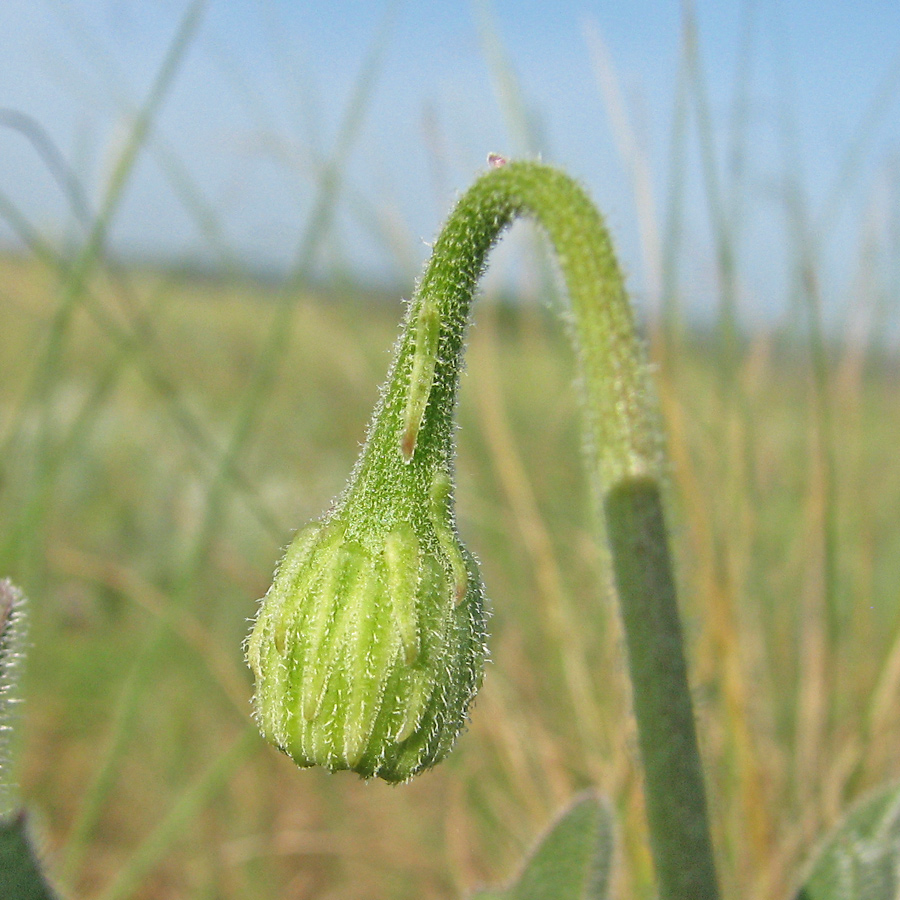 Image of Leontodon biscutellifolius specimen.