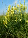 Linaria vulgaris. Цветущее растение. Смоленская обл., Смоленский р-н, окр. пос. Каспля, край запущенного поля. 08.07.2011.