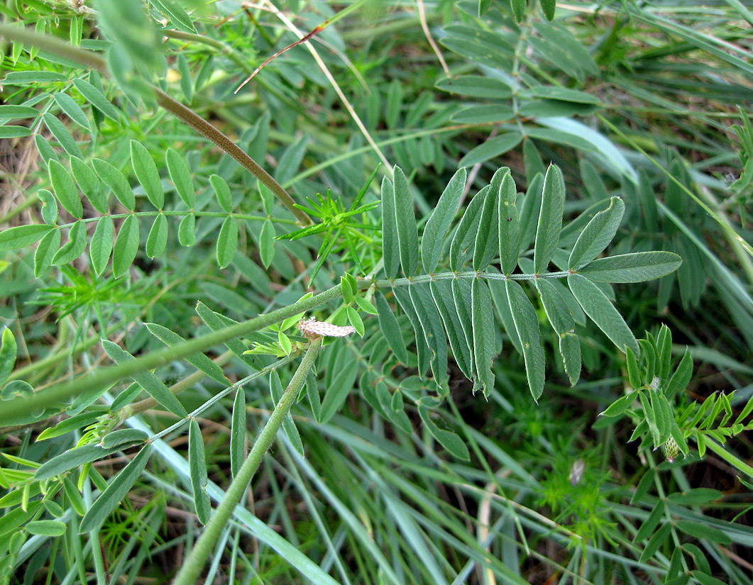 Image of genus Onobrychis specimen.