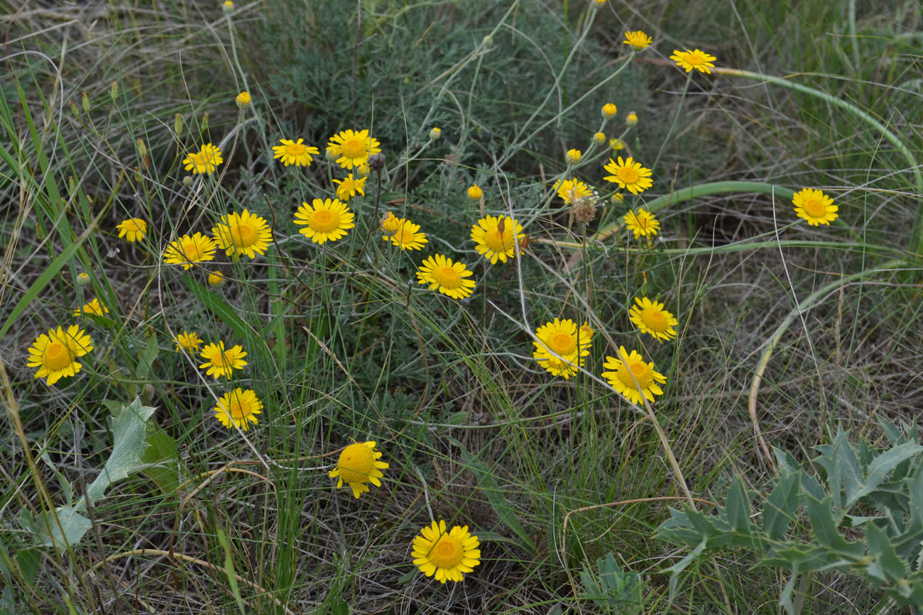 Изображение особи Anthemis monantha.