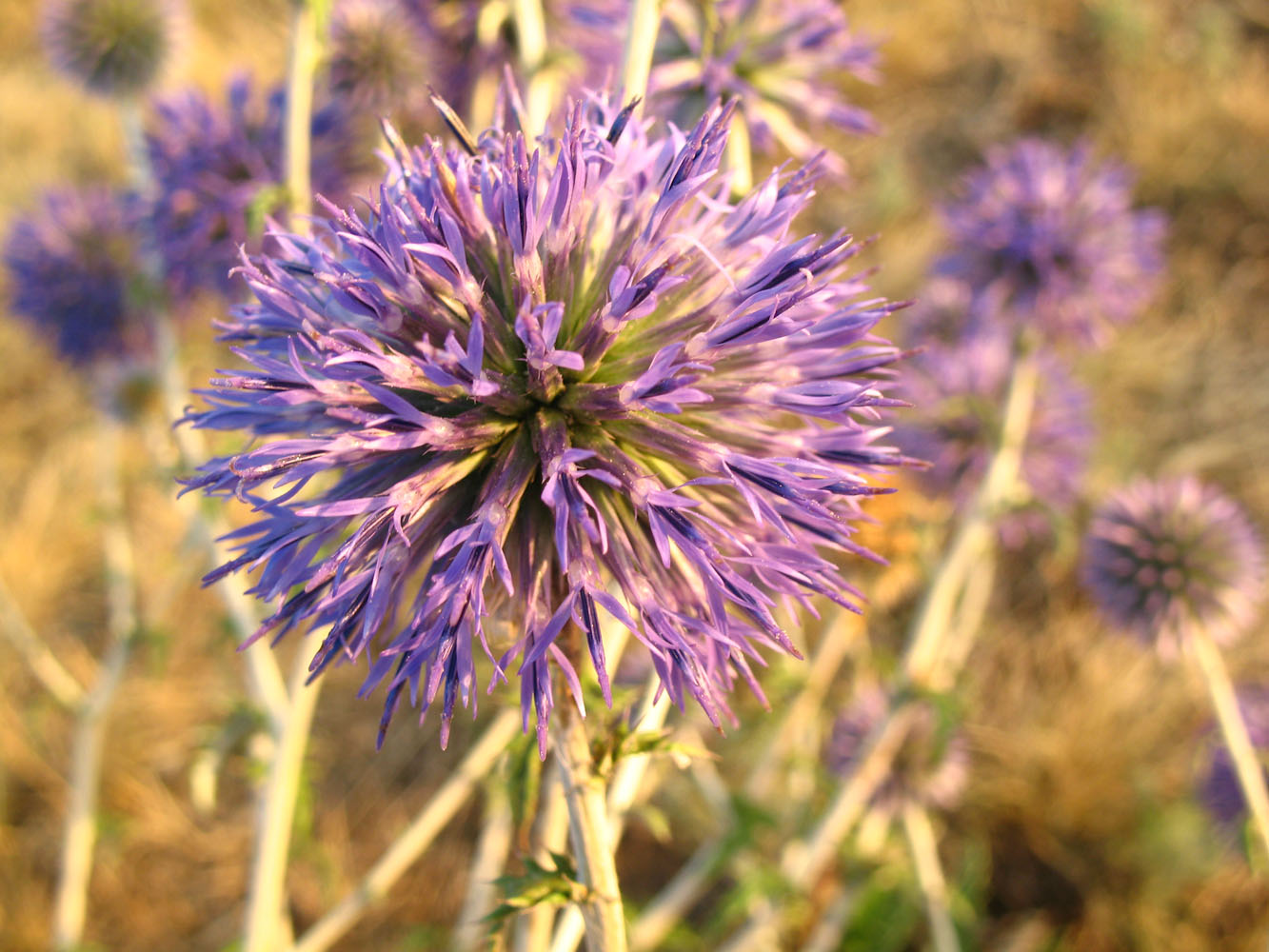 Image of Echinops biebersteinii specimen.