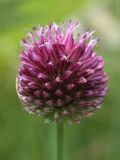 Allium sphaerocephalon