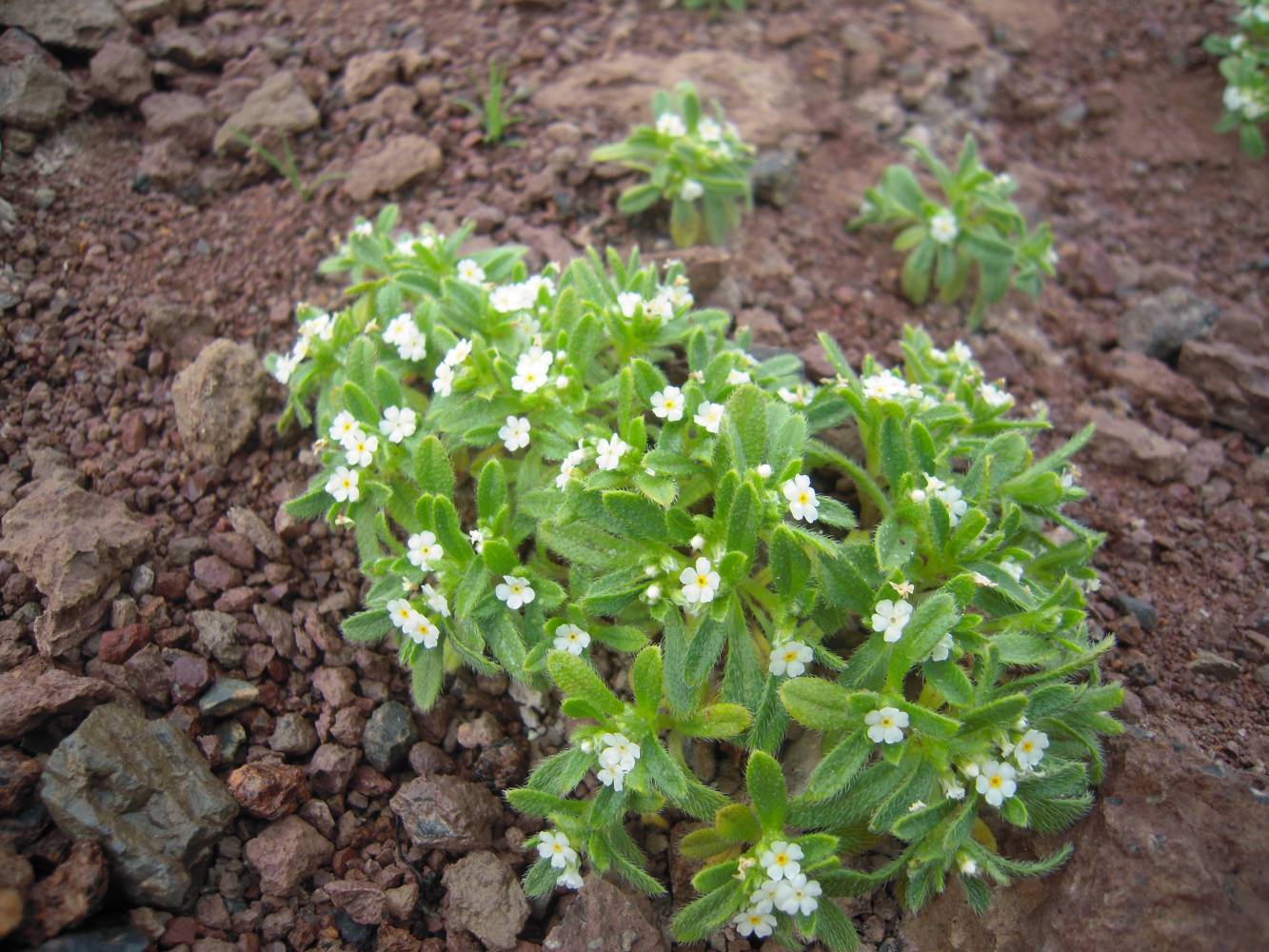 Изображение особи Trigonocaryum involucratum.